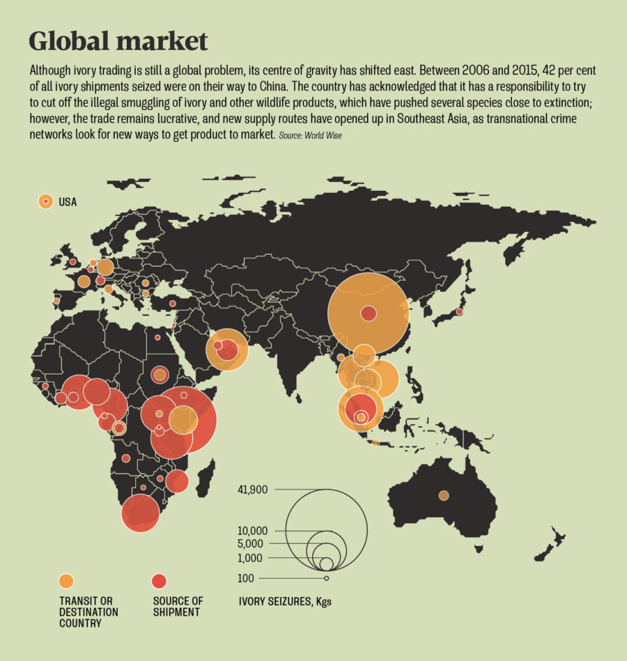 Ivory Suppliers Challenge Global Ban Raconteur   Global Ivory Trading Market 900x949 