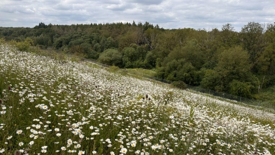 Restored Northern Slope Of Enrmf Landfill